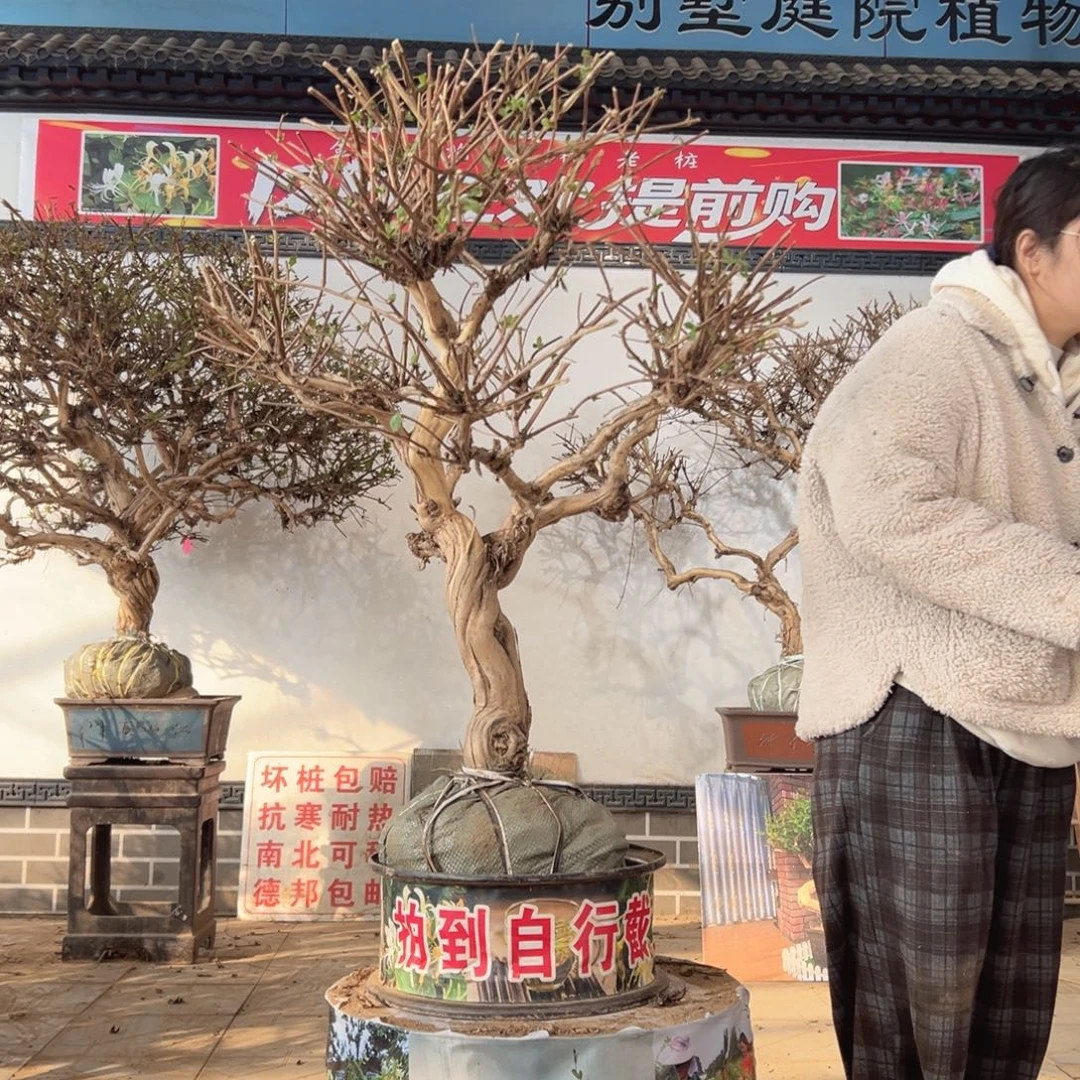 无花朵金银花788888