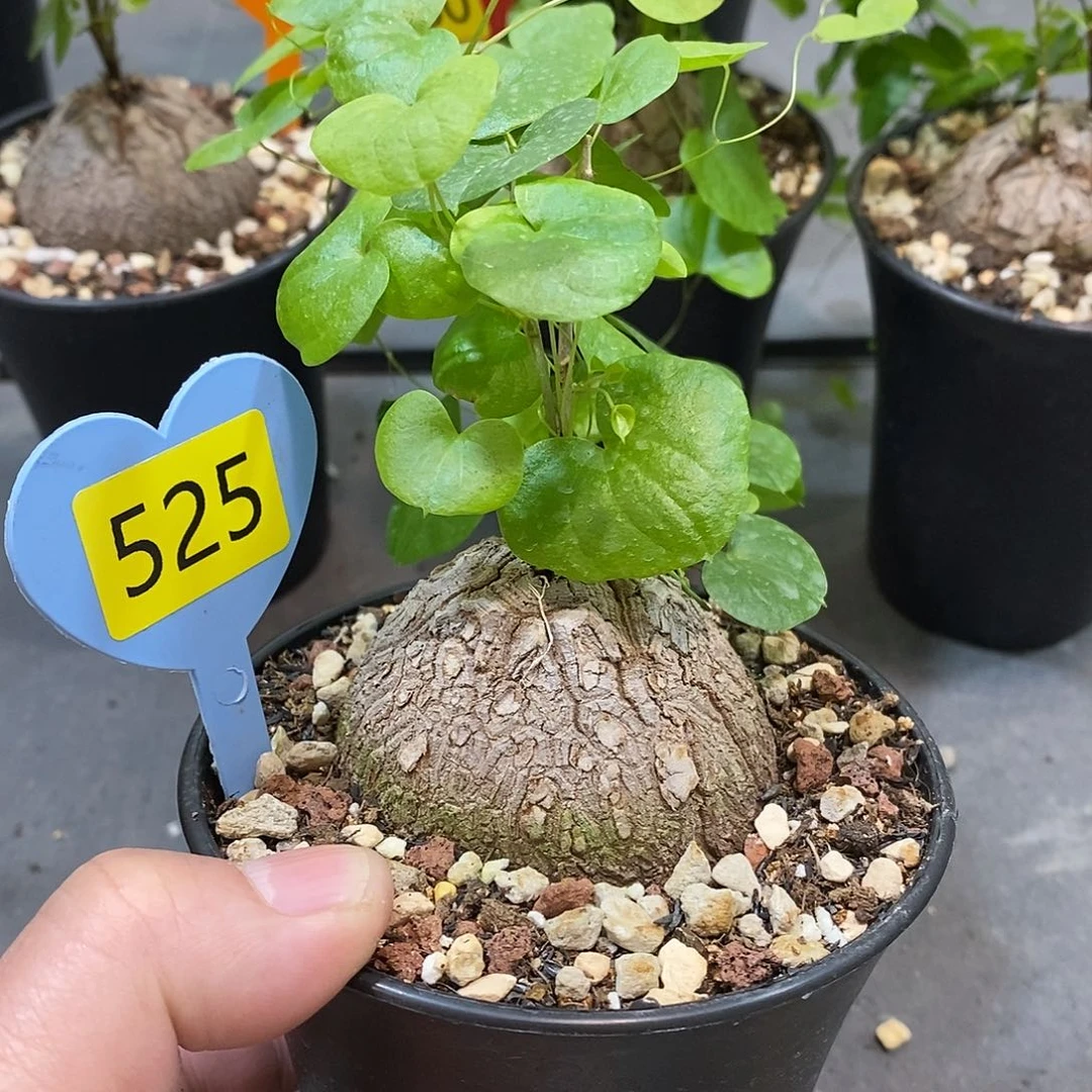 南非龟甲龙龟甲龙