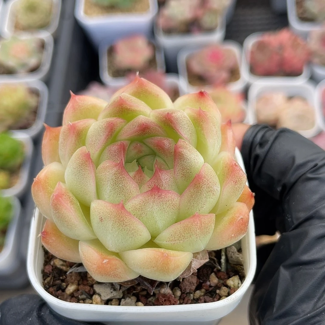优选麦杆福利495