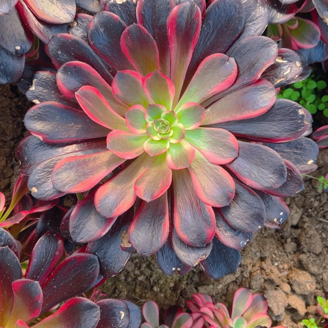 蛇毒美杜莎多肉植物手捧