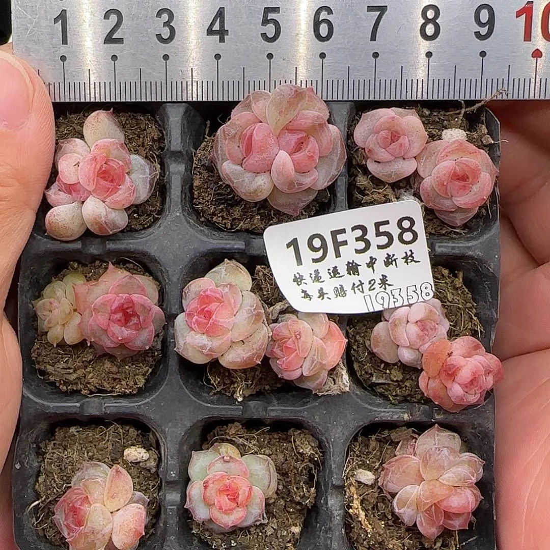 358不保整九棵鼻屎苗【满29包邮非偏远】