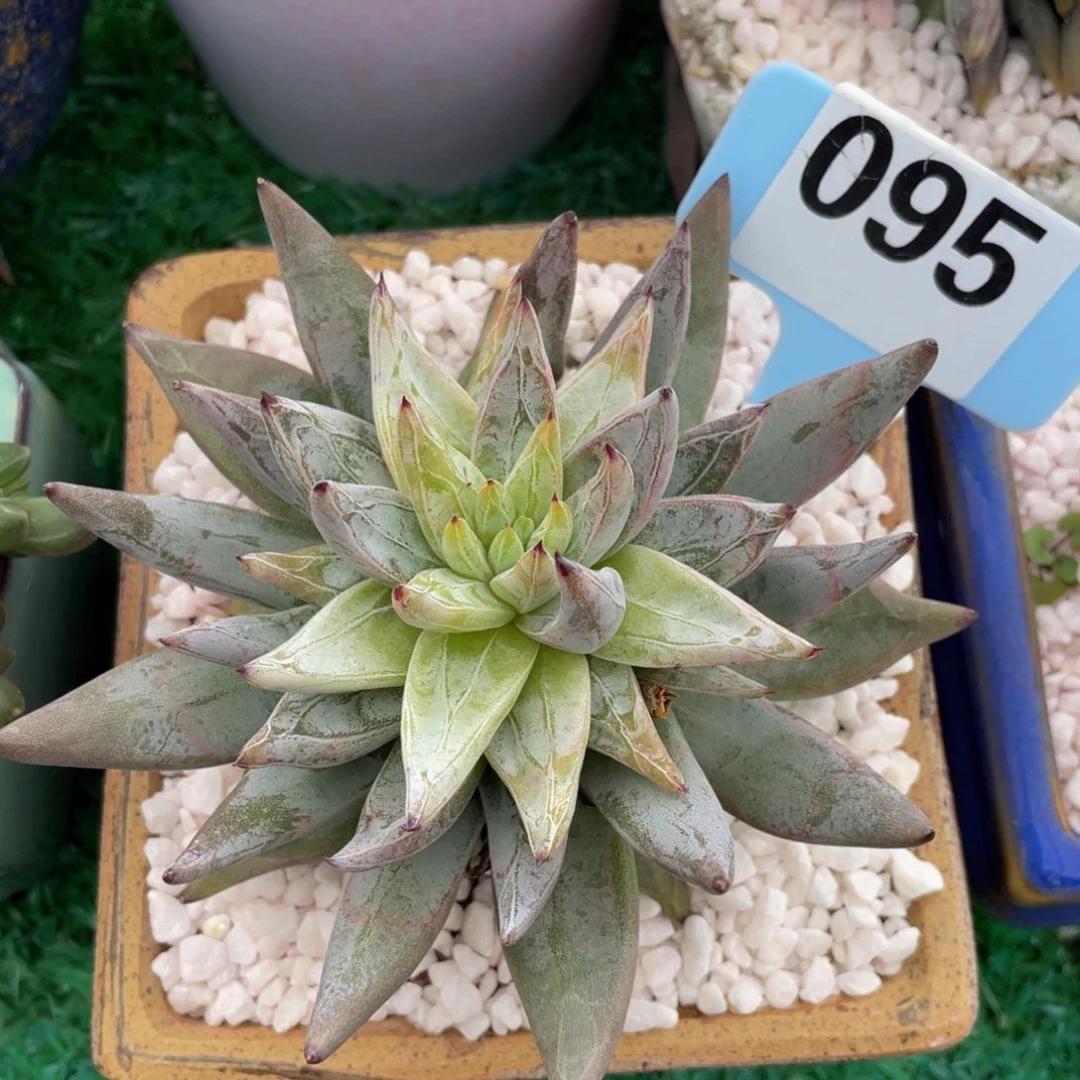 魔爪多肉植物盆栽多肉