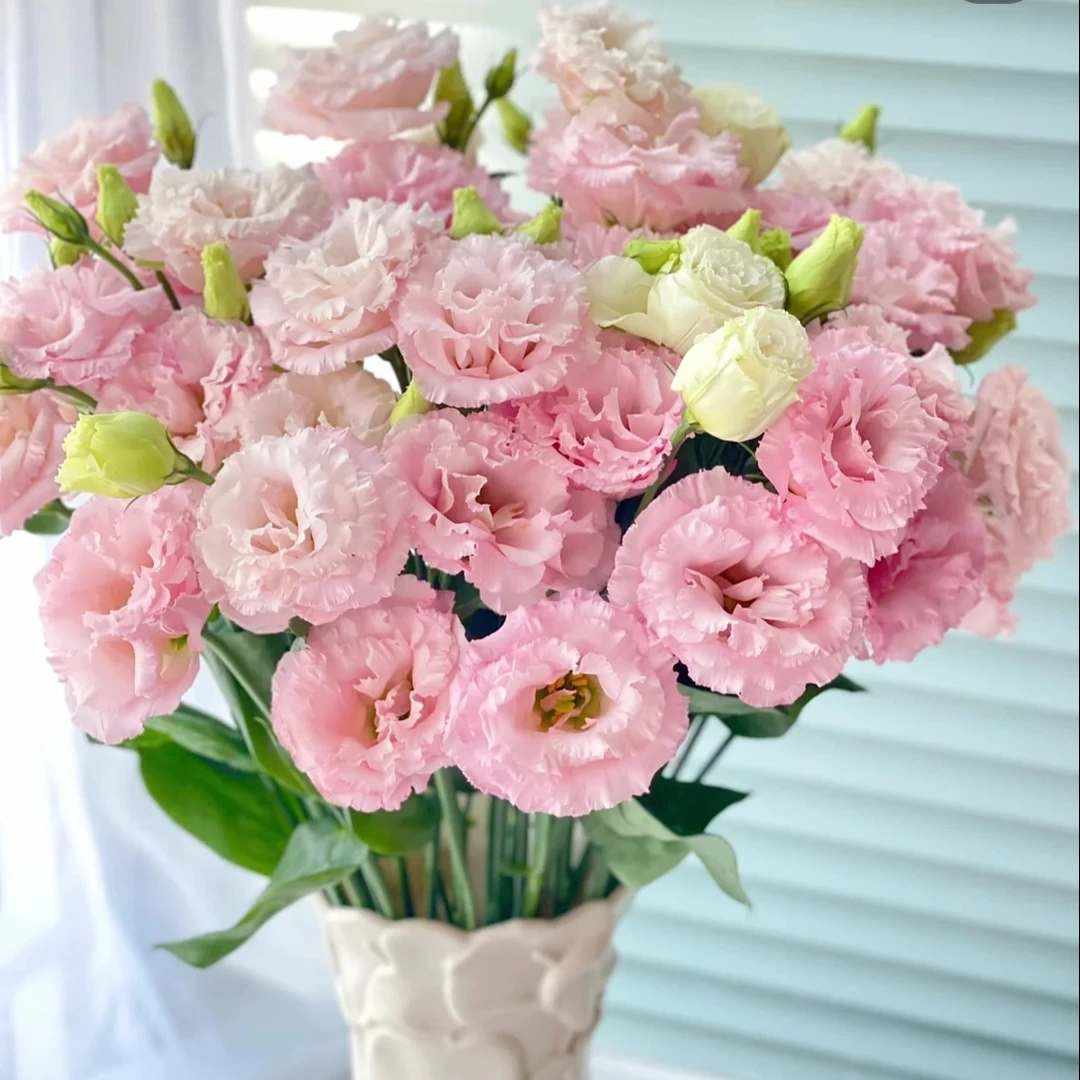 樱花粉洋桔梗，全场任意买两单及以上鲜花包邮