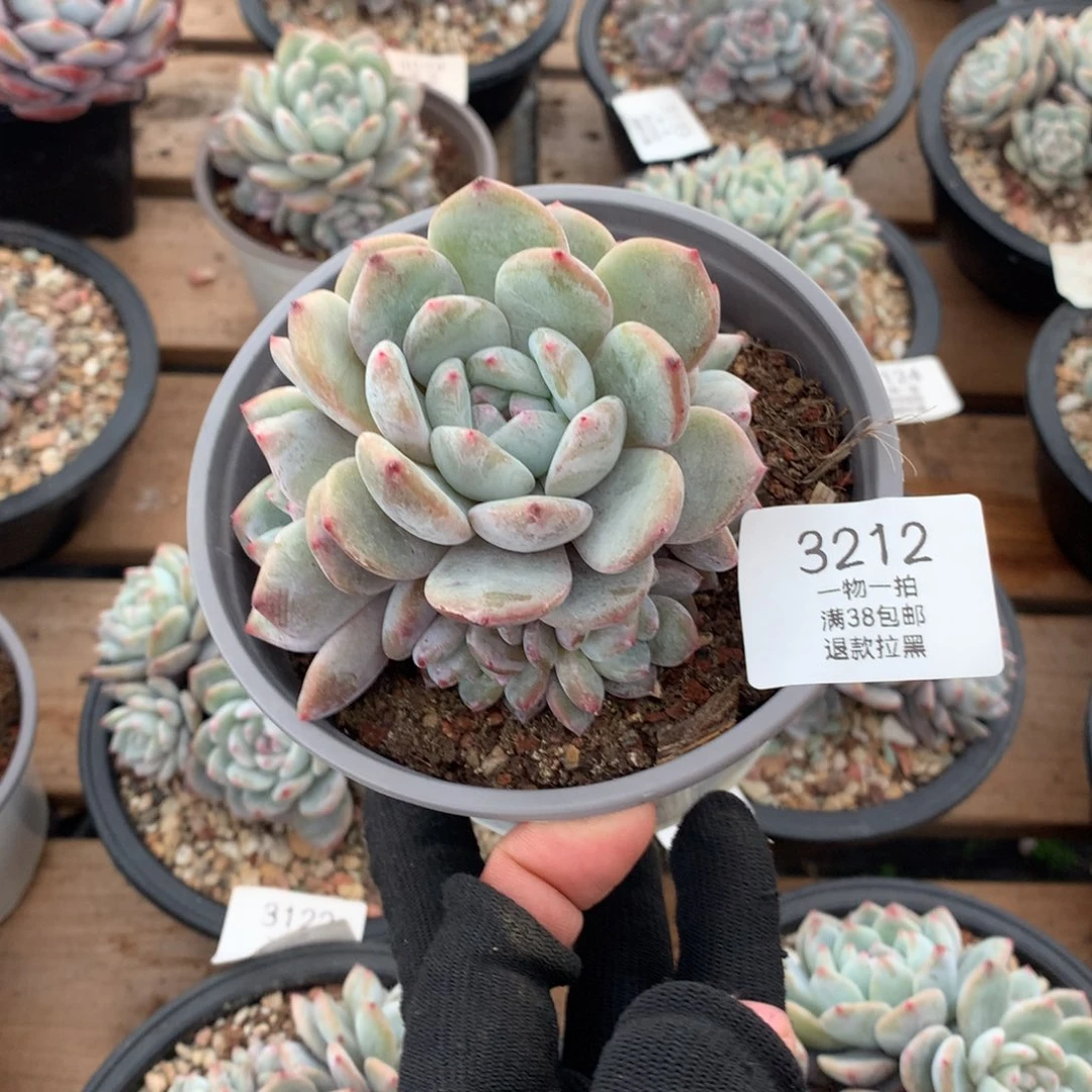 10厘米八头有砍手捧石榴籽3212