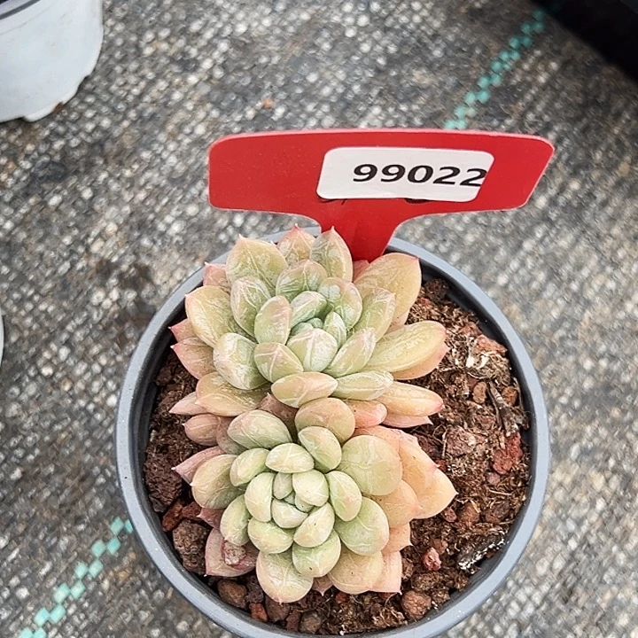 糖心       99022号