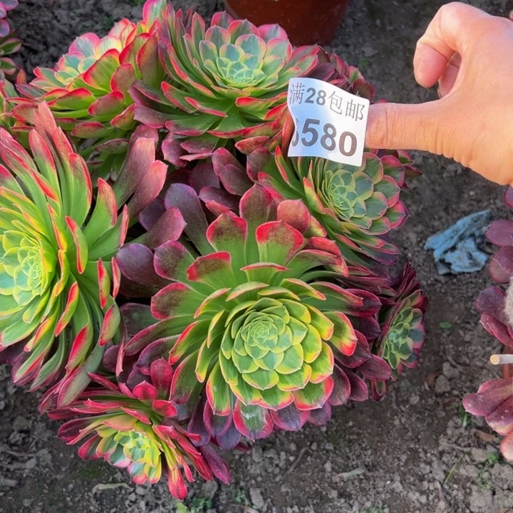 3580朝霞多肉植物