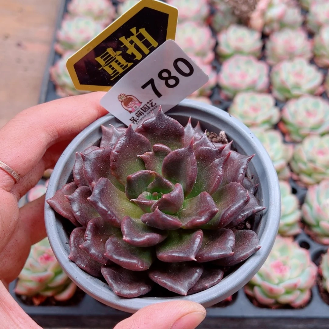 多肉植物多肉植物