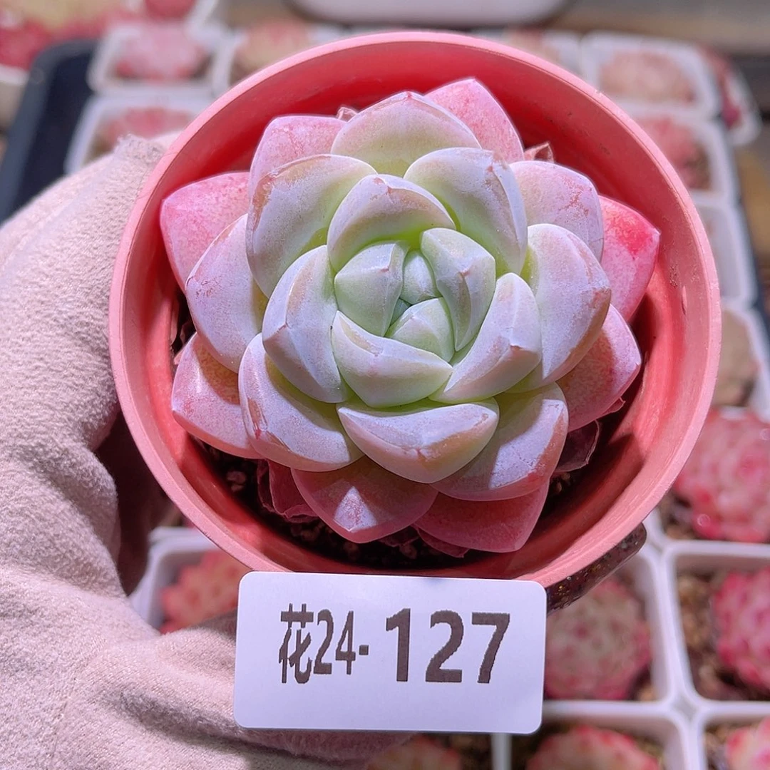 花利美24-127冰玉