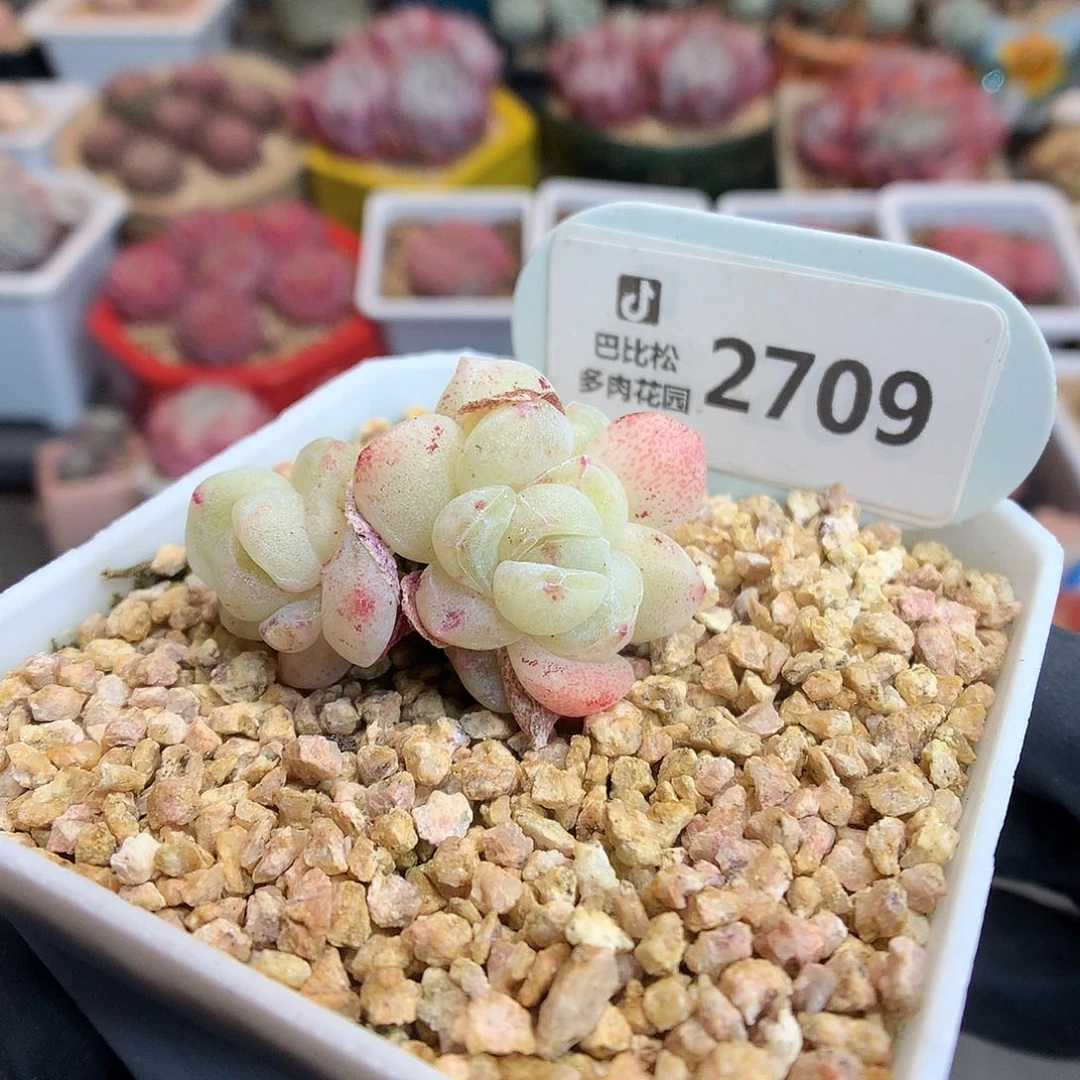 2709 赞赞福利拍