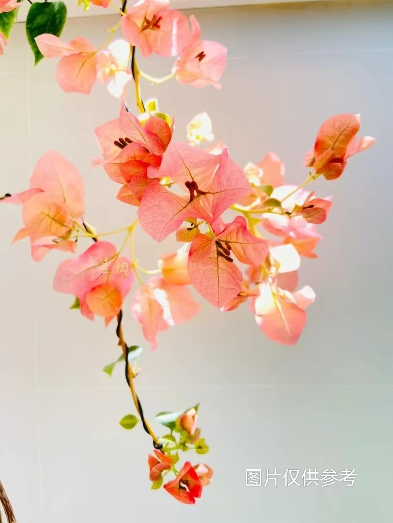 8【暗斑日落】【包对版】三角梅四季开花爬藤飘枝好养护【无售后】