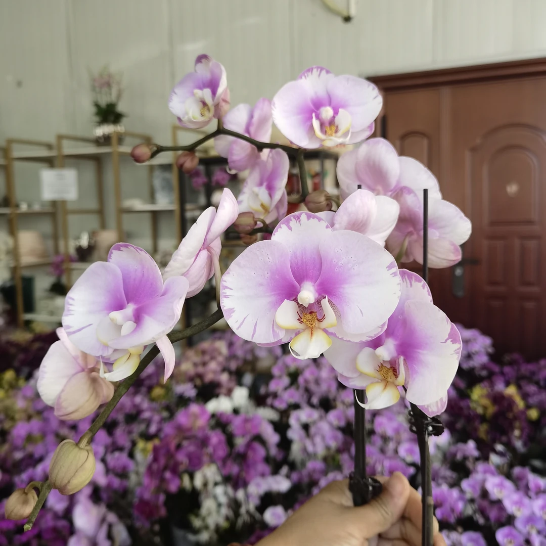 【闪边安娜】福利款2株   折枝掉花赔付五元 基地直发