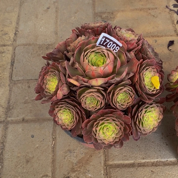 17009号抹茶法师