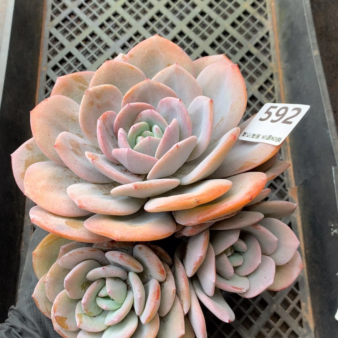 592号新疆西藏内蒙古不包邮