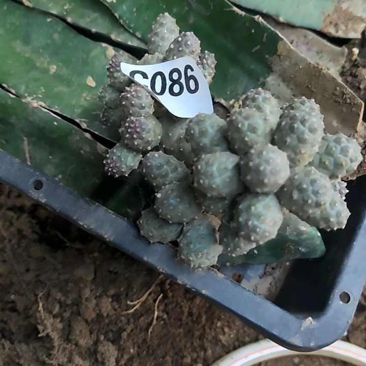 拼***搏无根习志野1个086