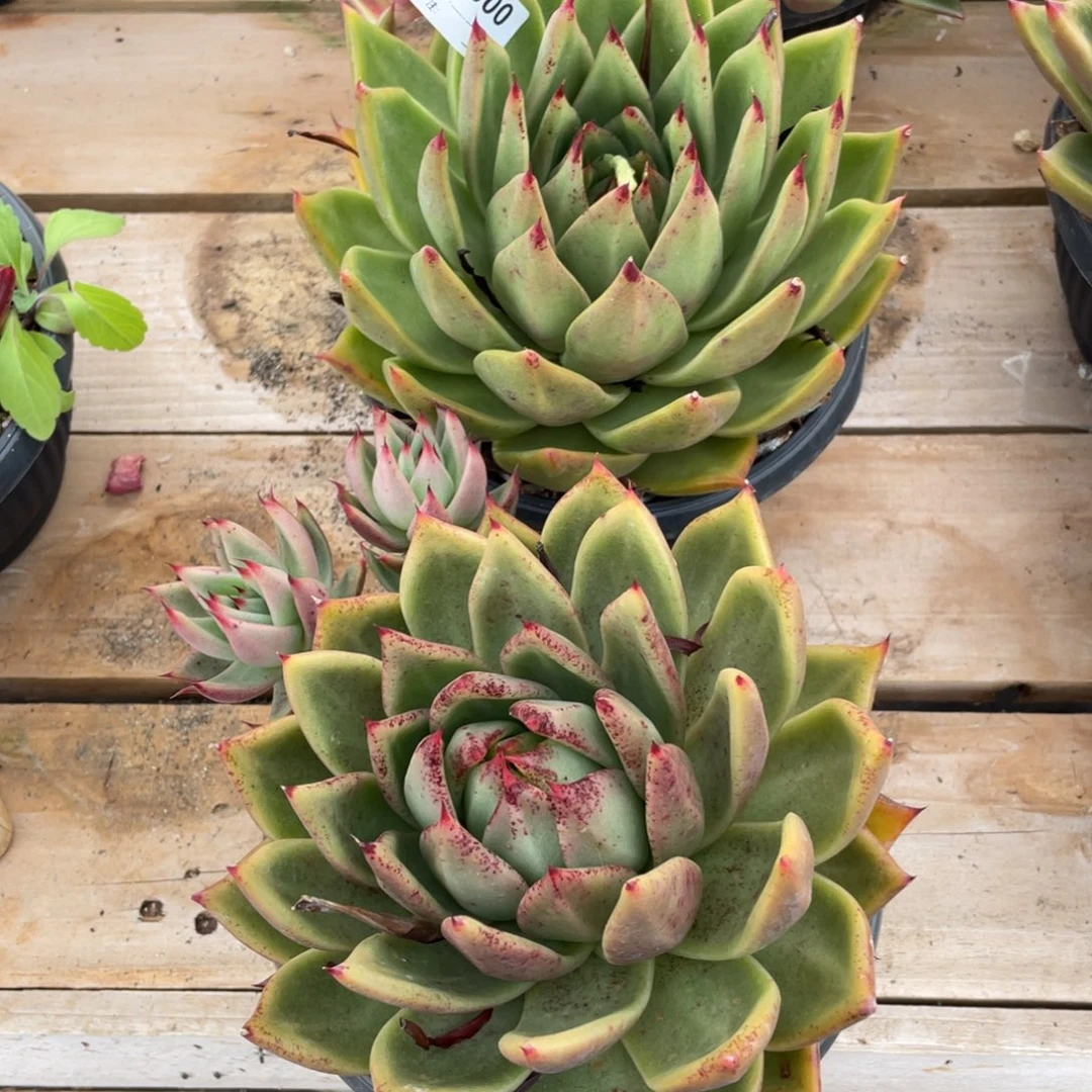 无花朵若如东云组拍E000