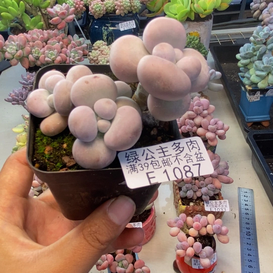 087芭比奶多肉7c m