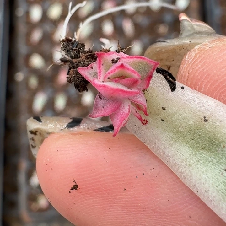 吉赛尔覆轮一物一拍24