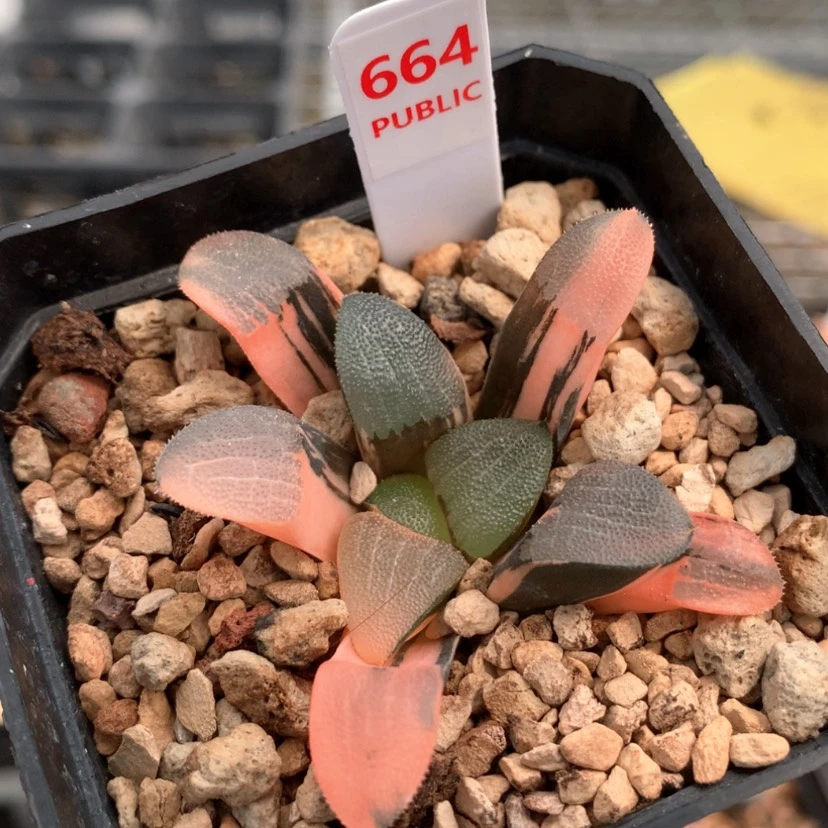 【闪购商品】664大黑天