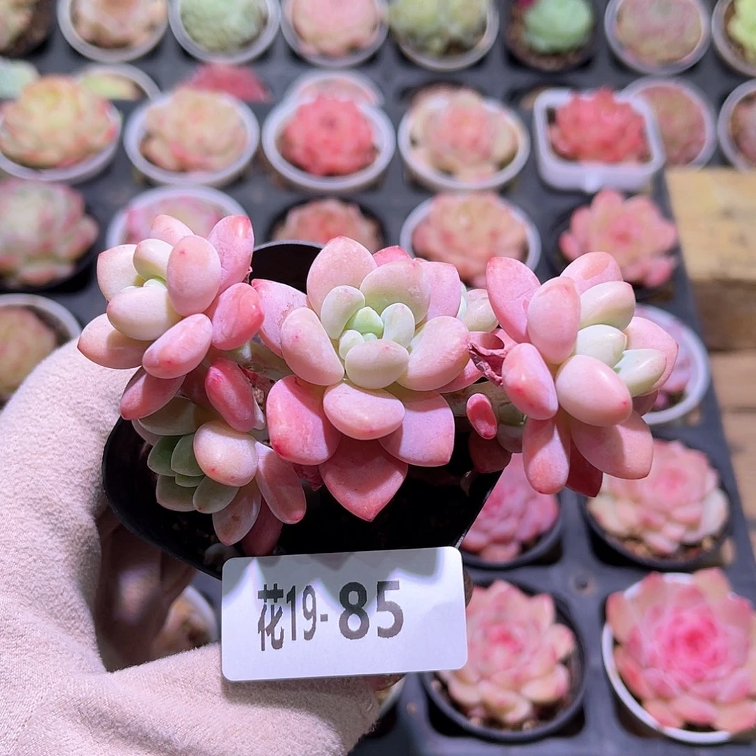 花利美19-85洛神群