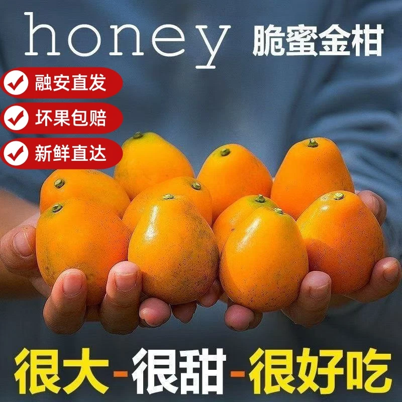 【第三代脆蜜】广西融安脆蜜金桔脆皮金桔新鲜水果带皮吃孕妇水果