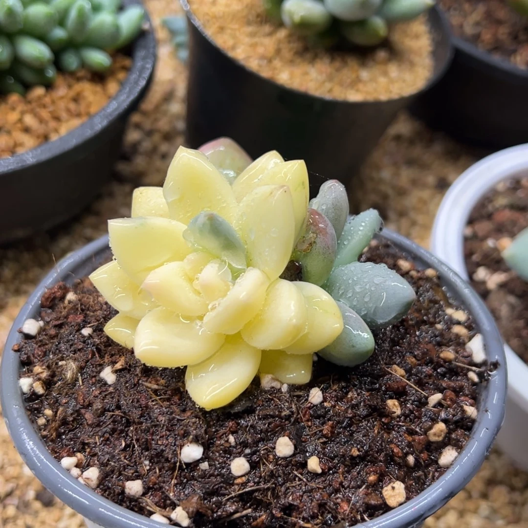 新香水锦 夏鸣园艺