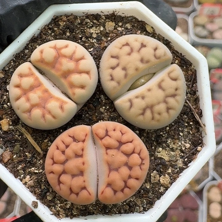 生石花23:：/。  287号