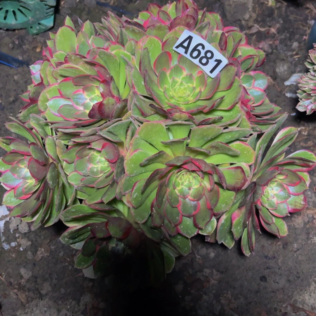 粉花妖16////15包邮