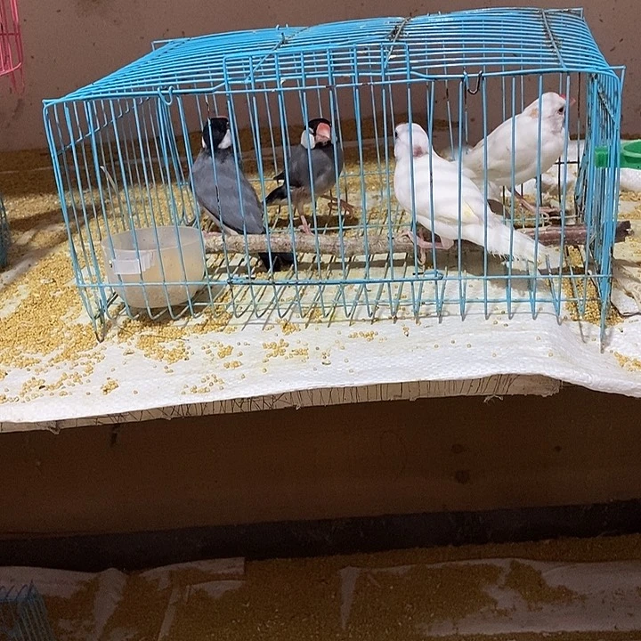 文鸟没****弱特价白加灰文鸟