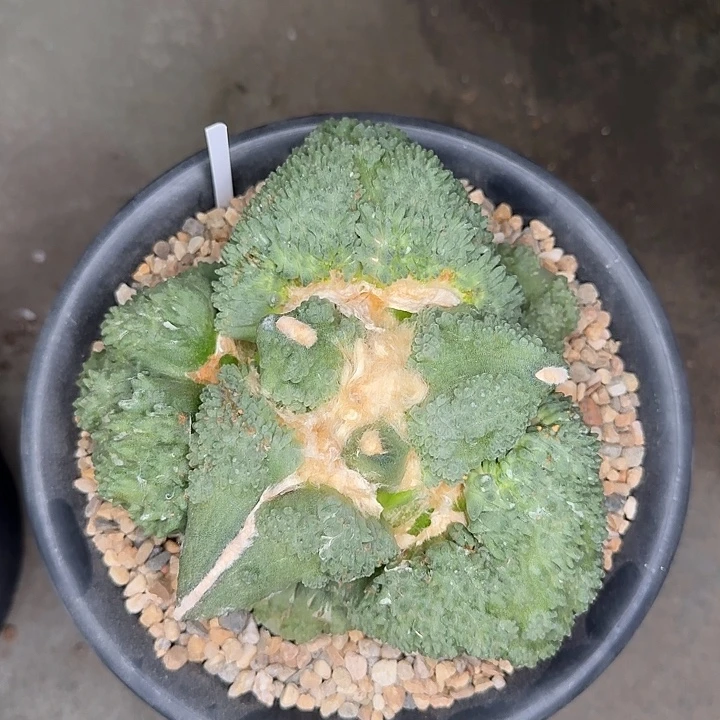 大型怒涛带血怒基因