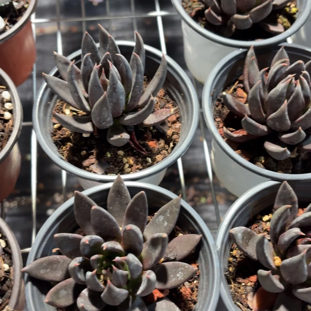 黑骑士多肉11㎝盆单头