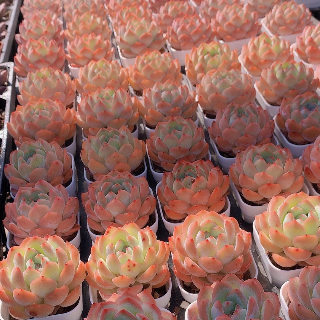 草莓杏仁346788990000