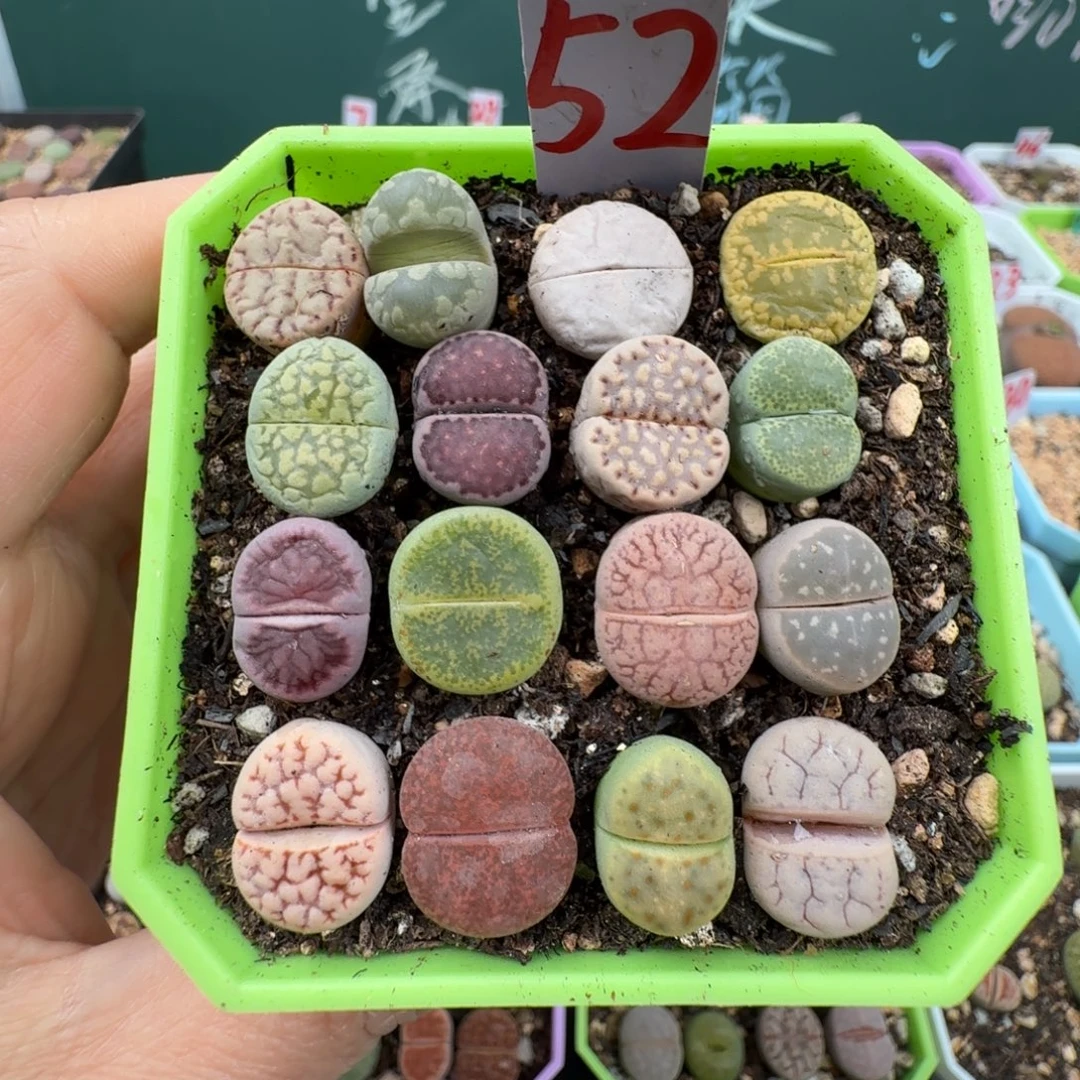 特价彩拼带盆土52