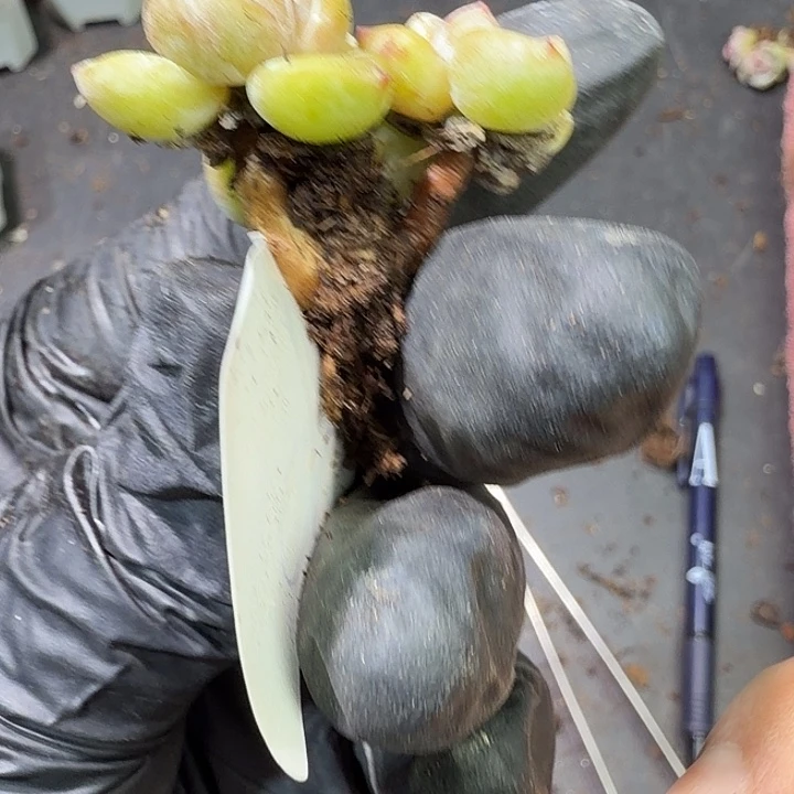 豆***叮66 号到手1筐一物拍