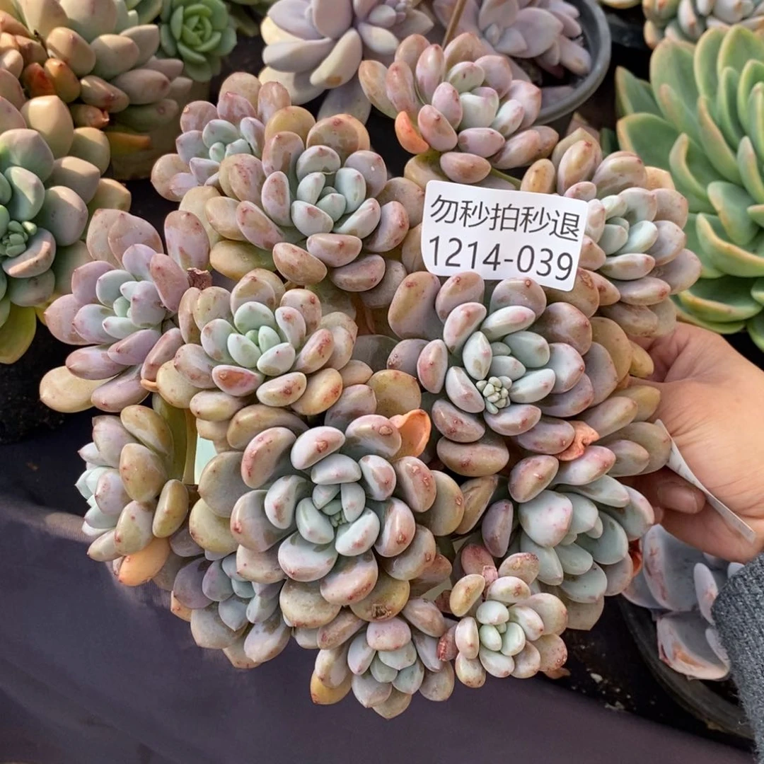 两单包邮1214-39白鹭