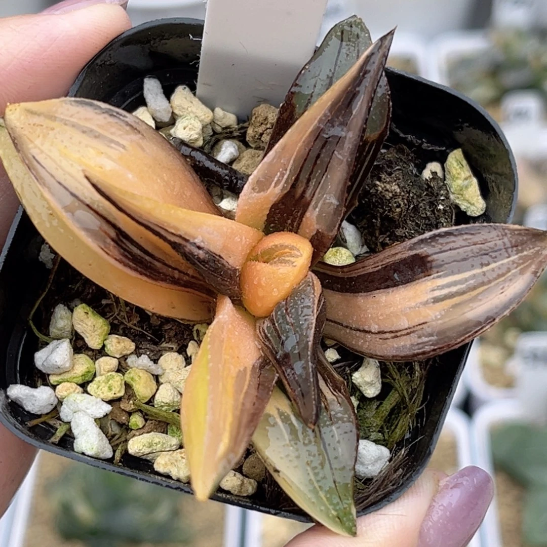 44芭提雅锦福利专场