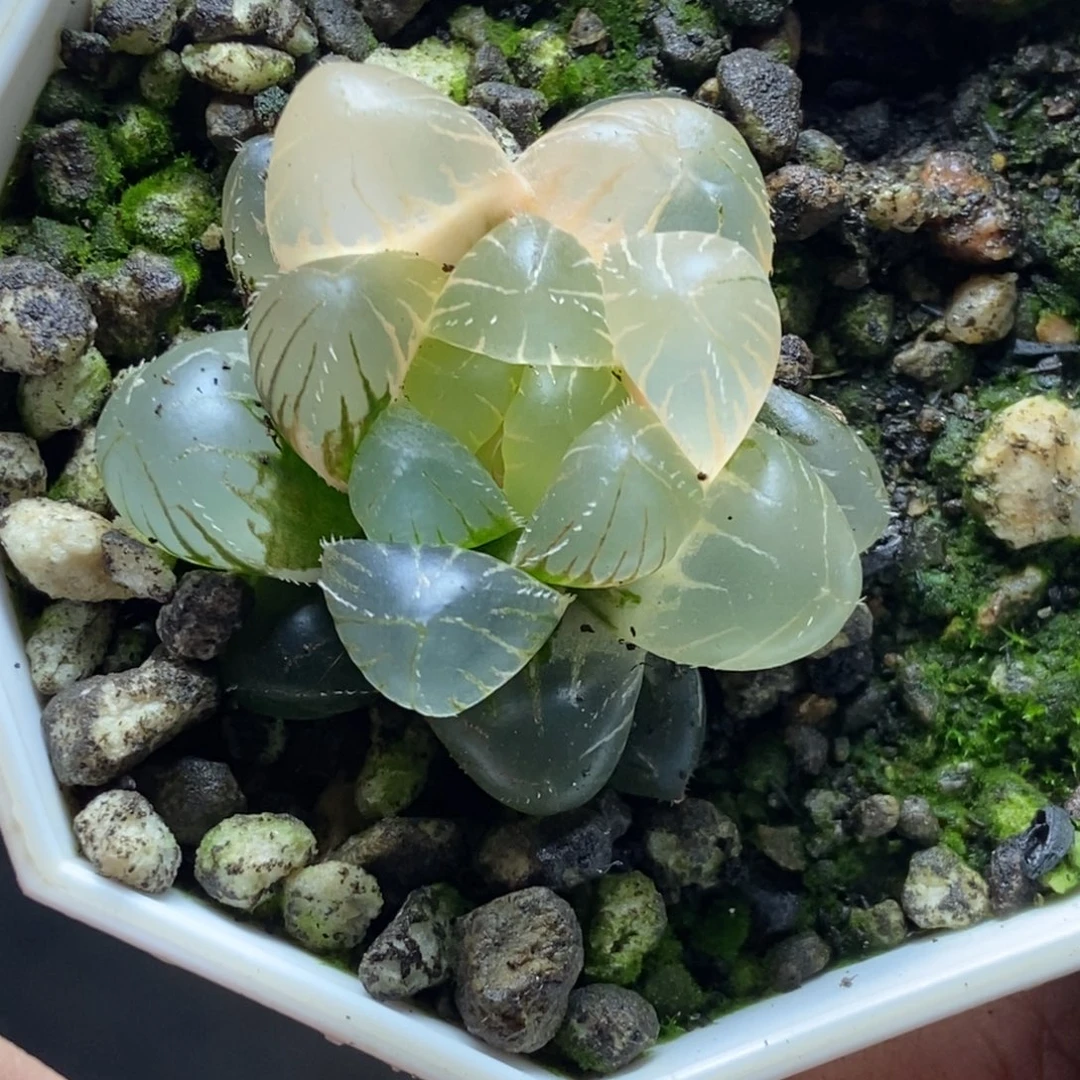 实生玉露锦一物一拍