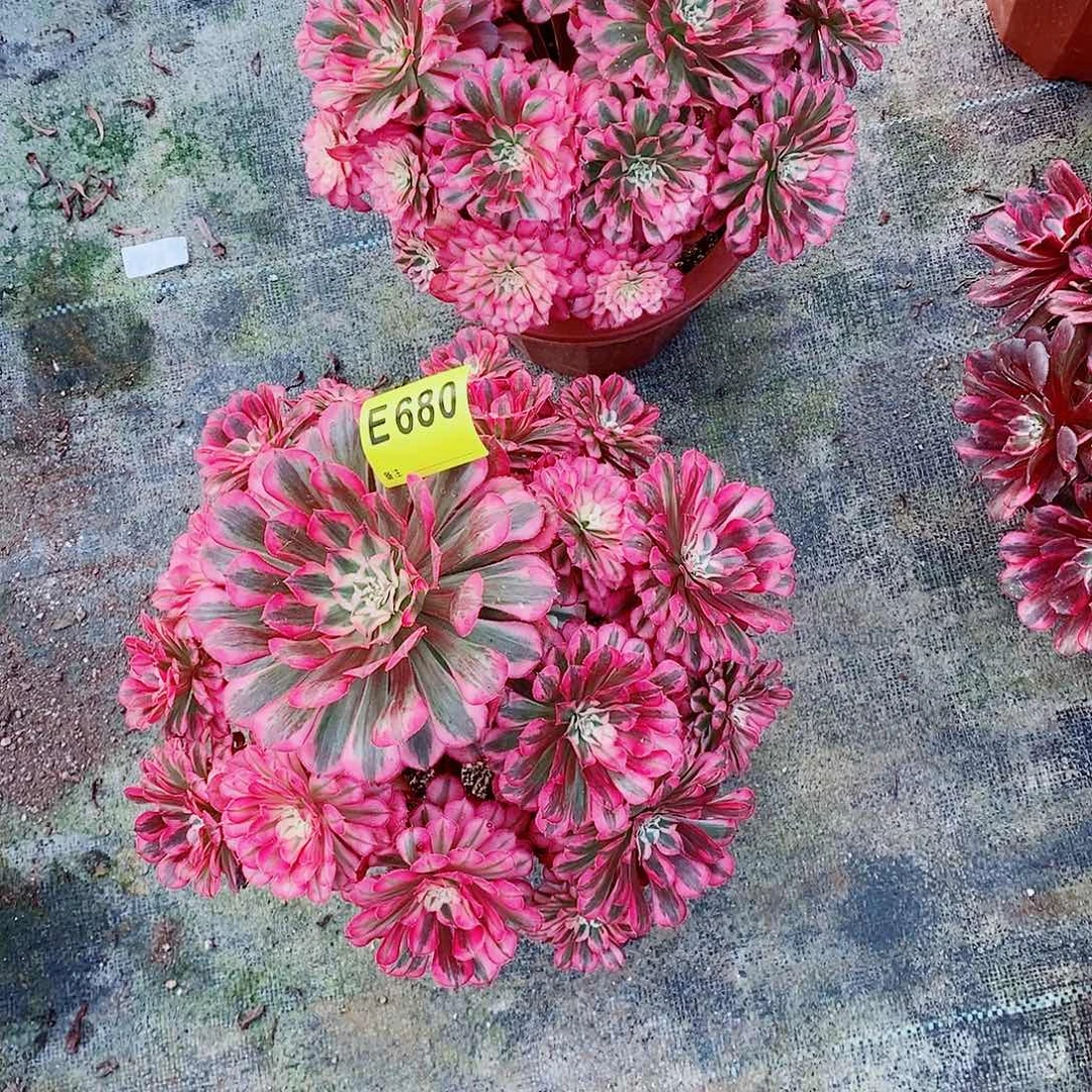 利***件3红铜白组合681680