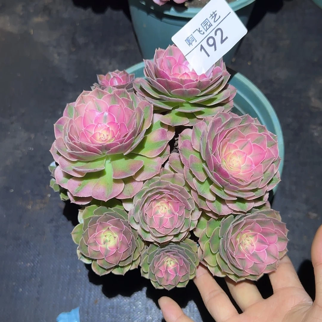 192多肉 掐心荔枝福利量拍