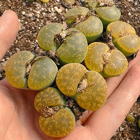 【闪购商品】云**?25099