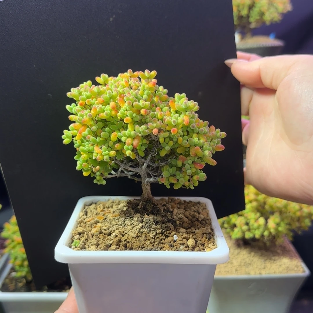 dy1310精控金桔老桩