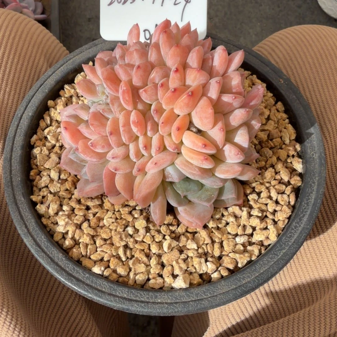 一物一拍精控小冰魄树缀01