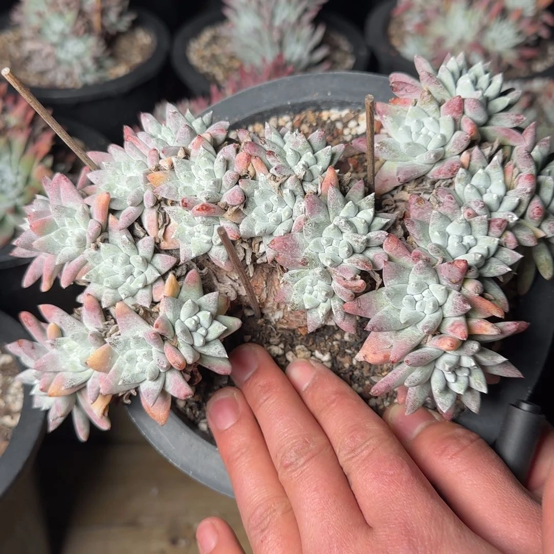 用****620250201w多肉5554