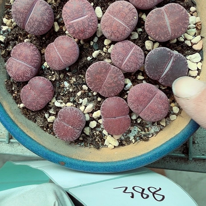 是的哦亲爱呢亲想看386