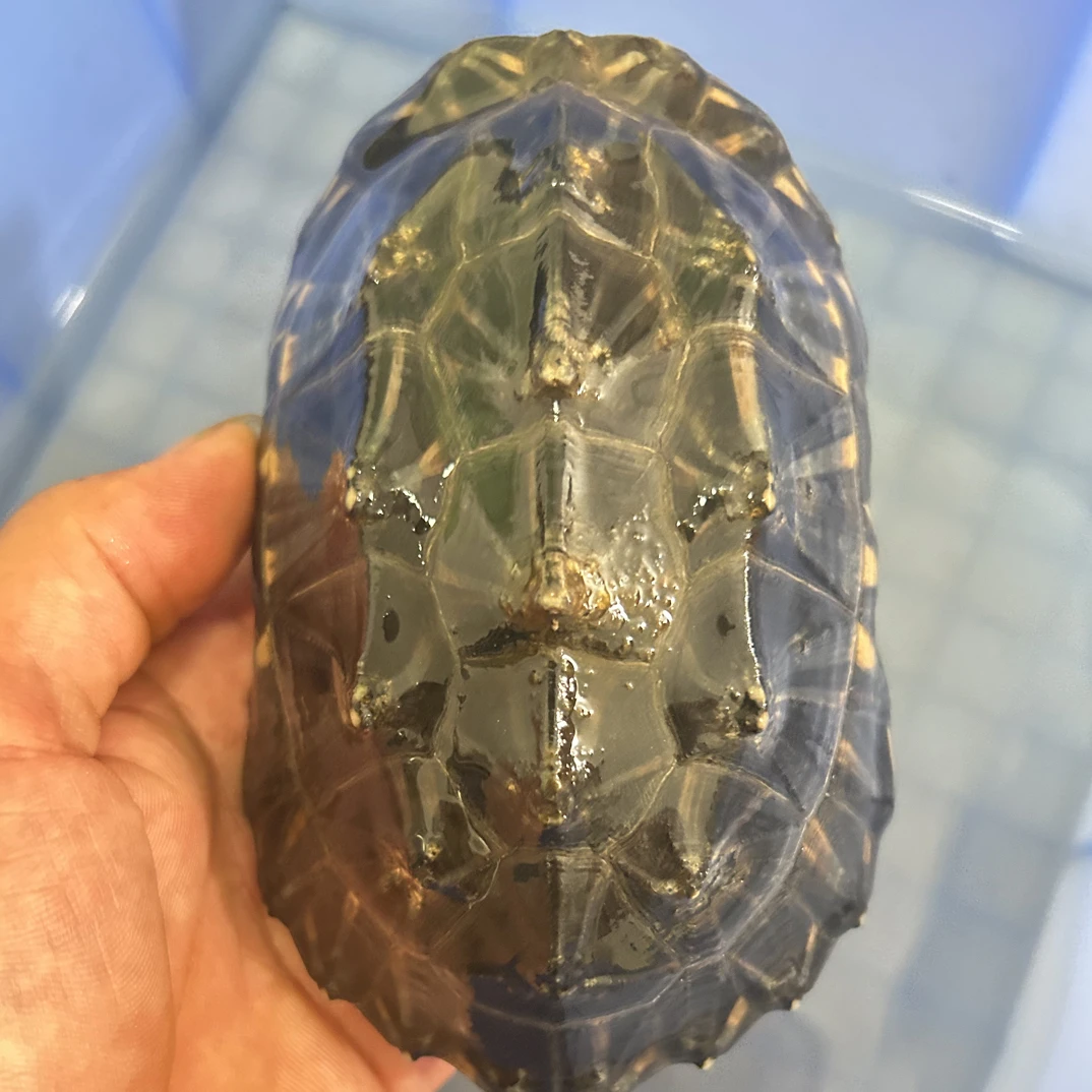 斑点龟9到11厘米左右一个