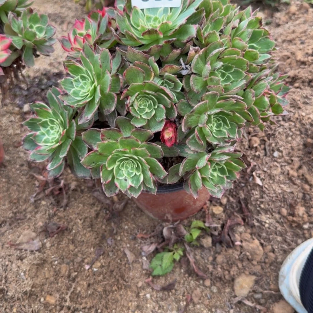 653万花筒 多肉植物