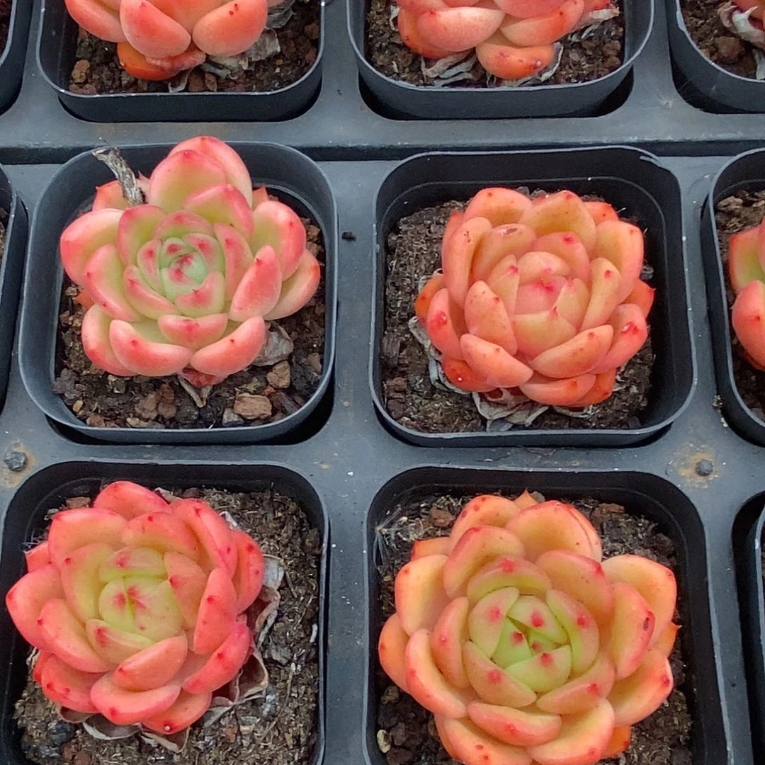 49油桃单头，多肉植物