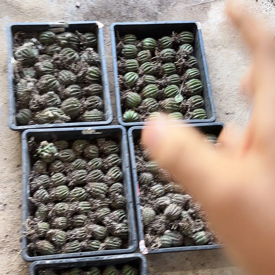 带根10品3-4-5 公分20包邮瑕疵