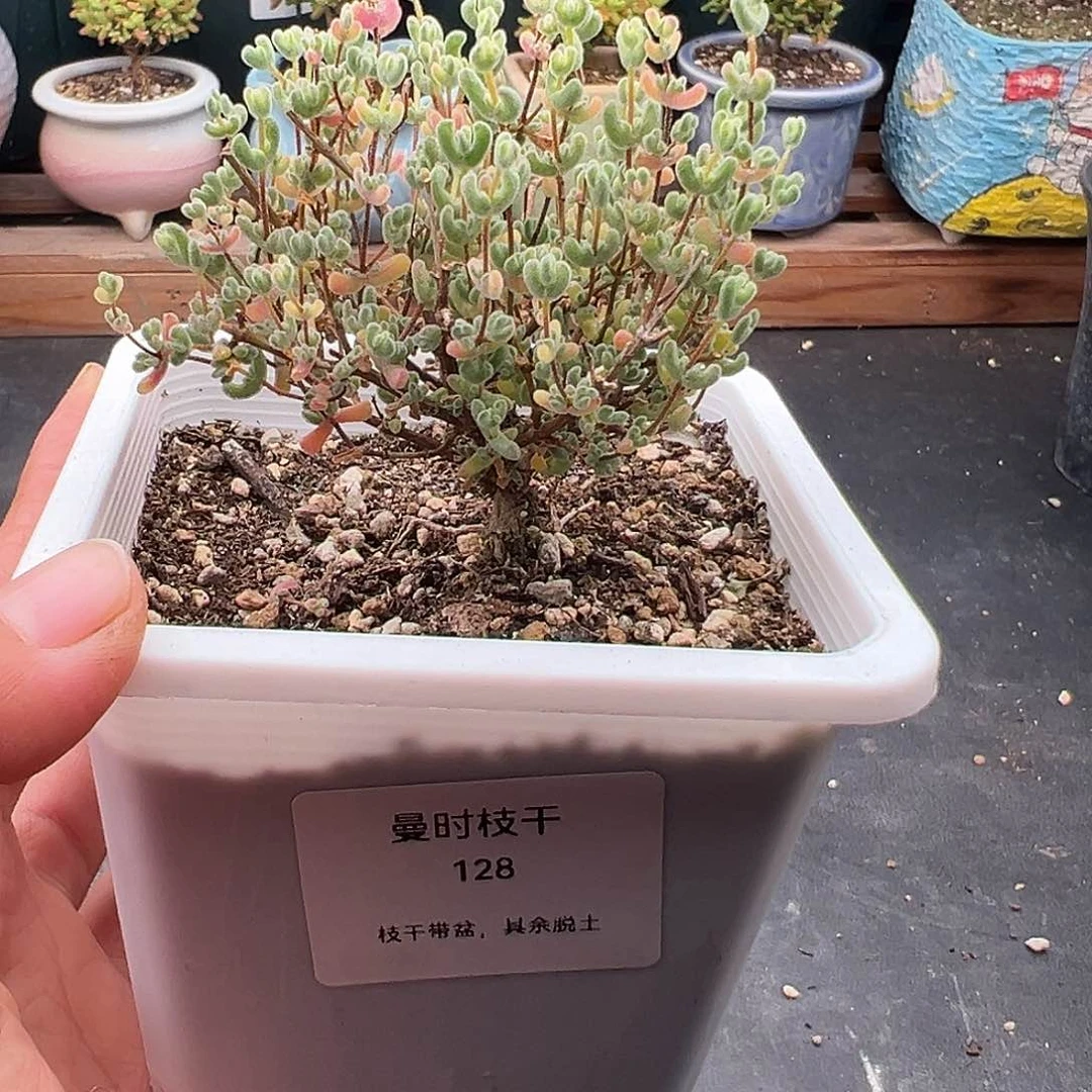 128号月曲12.4多肉