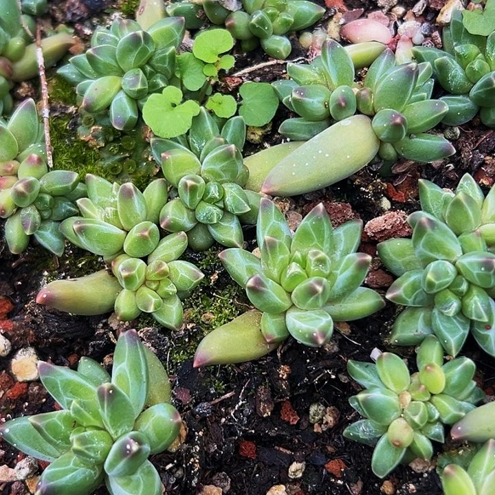 10颗美人系列多肉植物红