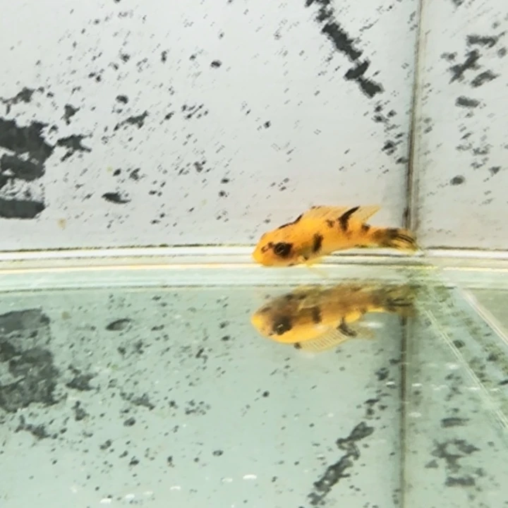 海水1508松比西母。